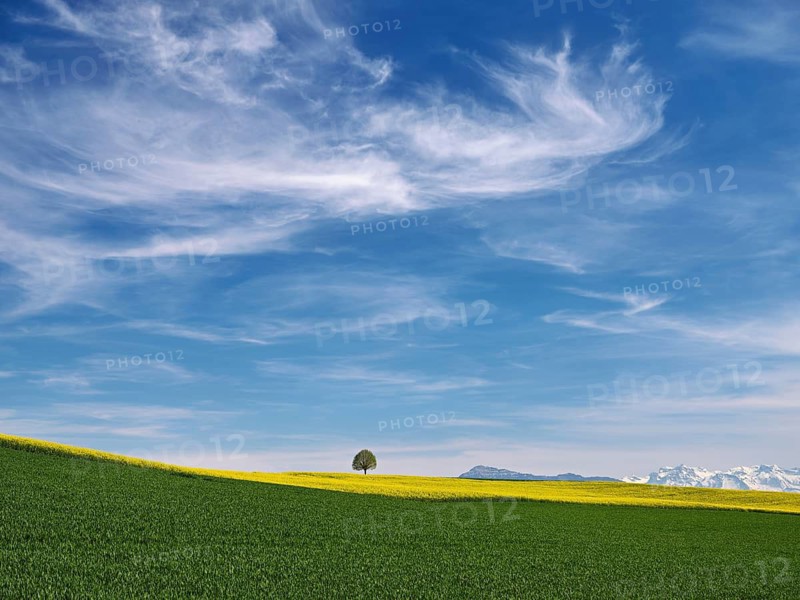 Small lime tree (Tilia), standing in a field of flowering rape, in the background the snow-covered Alps with the Rigi, Winterschwil, Freiamt, Canton Aargau, Switzerland