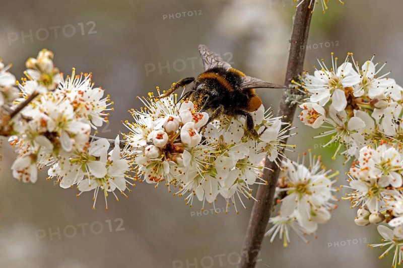 Bumblebee on blackthorn (Prunus spinosa) flowers, riverside area, Stratford-upon-Avon, England, Great Britain