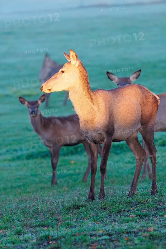 A herd of female Altai marals (Cervus canadensis sibiricus) stands in a meadow in the first light of day. The face and upper body of the lead cow are illuminated by this beautiful, warm light