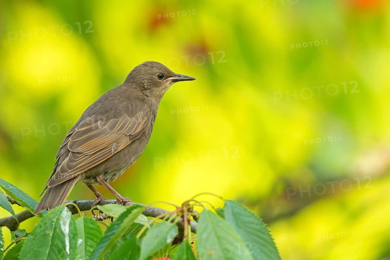 Starling, (Sturnus vulgaris), female, perch, foraging, animal, bird, starling, Rhein-Pfalz-Kreis, Neuhofen, Rhineland-Palatinate, Germany