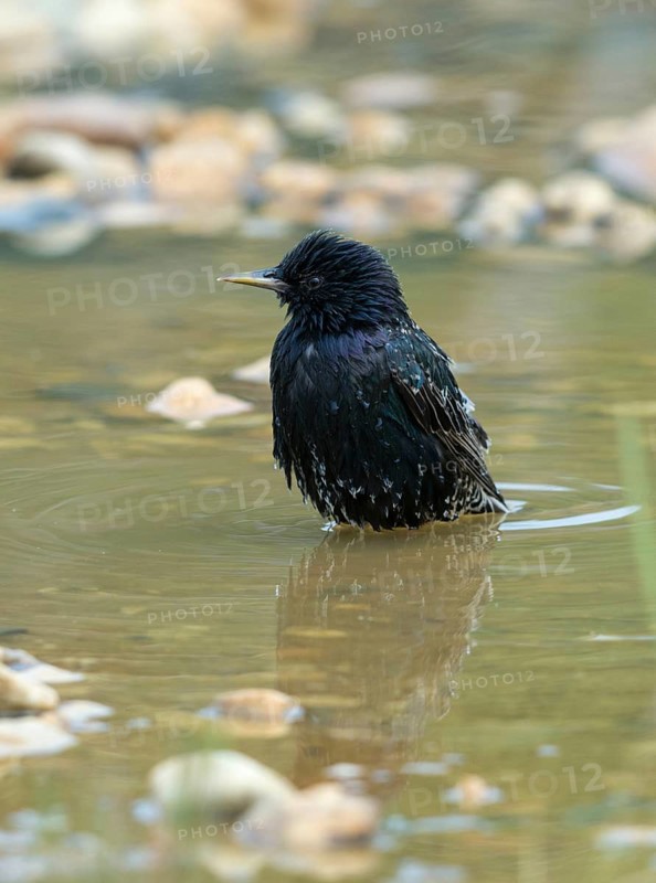 Star, Starling, Sturnus Vulgaris, Bath, Bird Bath, Birds, High Size, Portrait, Passeri, Songbirds, Potions, Birdbath, Birds, Watering Place
