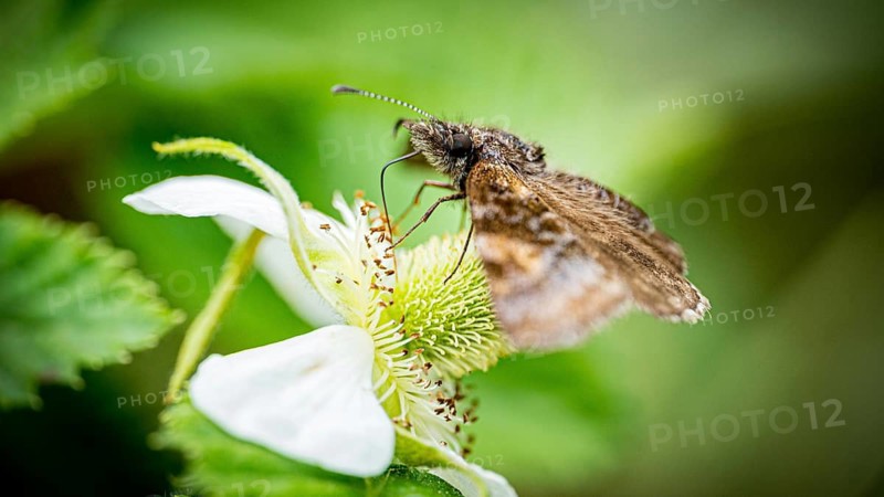 A close-up image capturing a moth engaged in pollinating the vibrant white flower, highlighting intricate details of both the moth and the plant