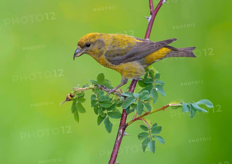 Red Crossbill (Loxia curvirostra) - Victoria BC, Canada