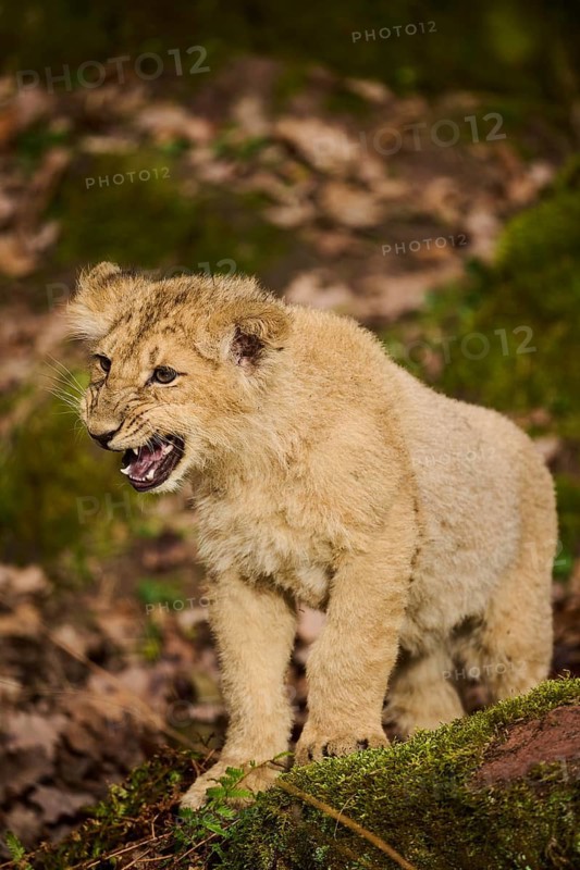 Asiatic lion (Panthera leo persica) cub standing on the ground, captive