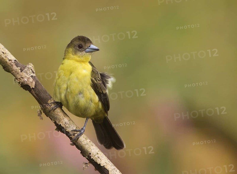 Lemon-rumped Tanager (Ramphocelus icteronotus) female, Santo Domingo, Ecuador