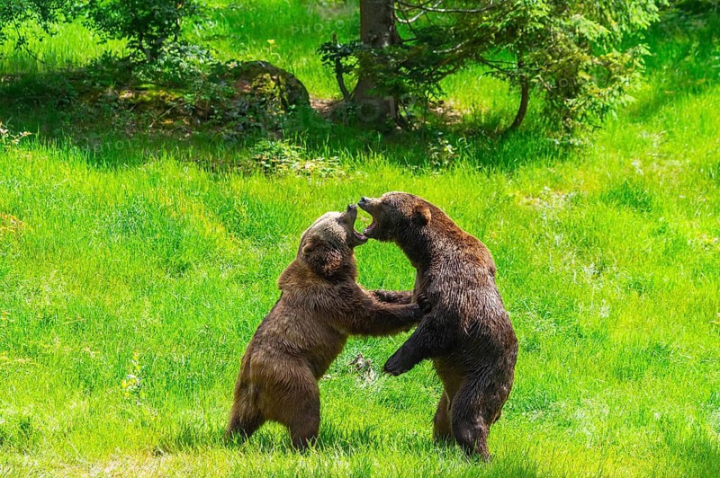 Eurasian brown bear (Ursus arctos arctos) playing with each other on a meadow, Bavarian Forest, Bavaria, Germany