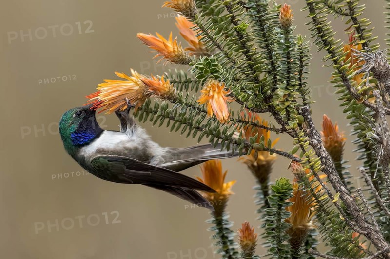 Blue-throated Hillstar (Oreotrochilus cyanolaemus) perched on a branch in the Andes Mountains in Ecuador