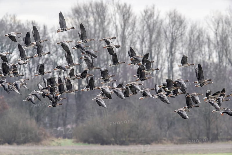 White-fronted geese (Anser albifrons), Emsland, Lower Saxony, Germany