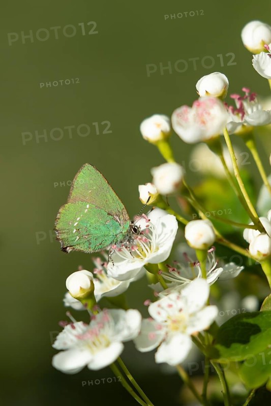Green hairstreak butterfly (Callophrys rubi) adult insect feeding on white flowers in spring, RSPB Minsmere nature reserve, Suffolk, England, United Kingdom