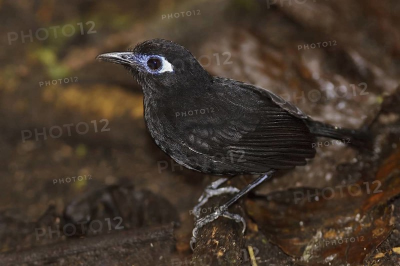 Blue-lored Antbird (Myrmeciza immaculata), Ecuador