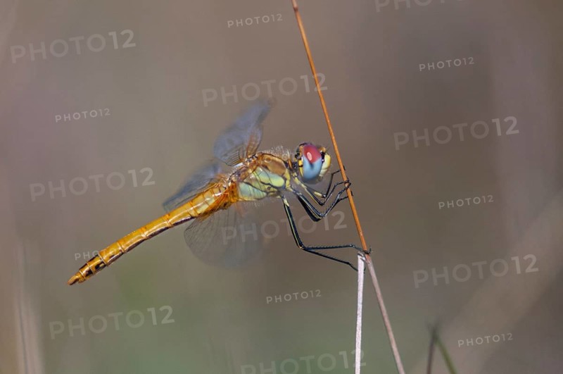 2009, Brandenburg, early heather, Germany, national natural heritage, natural paradise Grünhaus, red-veined darter, sympetrum fonscolombeii, anisoptera, post-mining landscape, damselflies, dragonflies, female, green house, insects, dragonflies, odonata, female