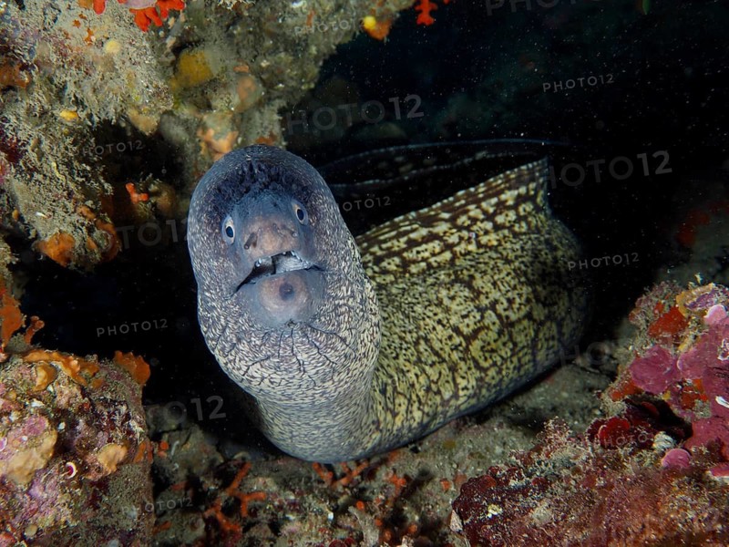 A Mediterranean moray eel (Muraena helena) peeks curiously out of a hole in a rocky underwater landscape, dive site: Cap de Creus Marine Reserve, Rosas, Costa Brava, Spain, Mediterranean Sea