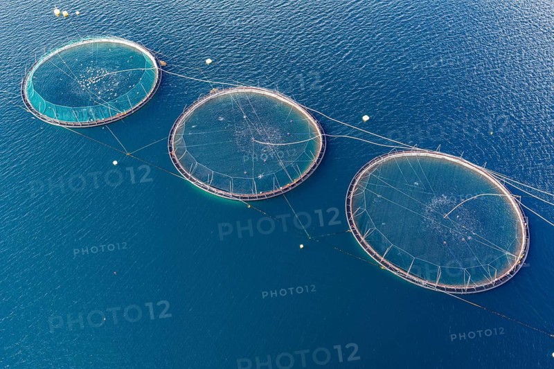 Cages of a salmon farm, at Raften at the Raftsund, the waterway between Lofoten and Vesteralen, aerial view top-down, Norway