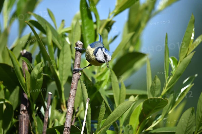A blue tit sits on a branch surrounded by green leaves in the sunshine, blue tit Cyanistes caeruleus) with caterpillar in its beak