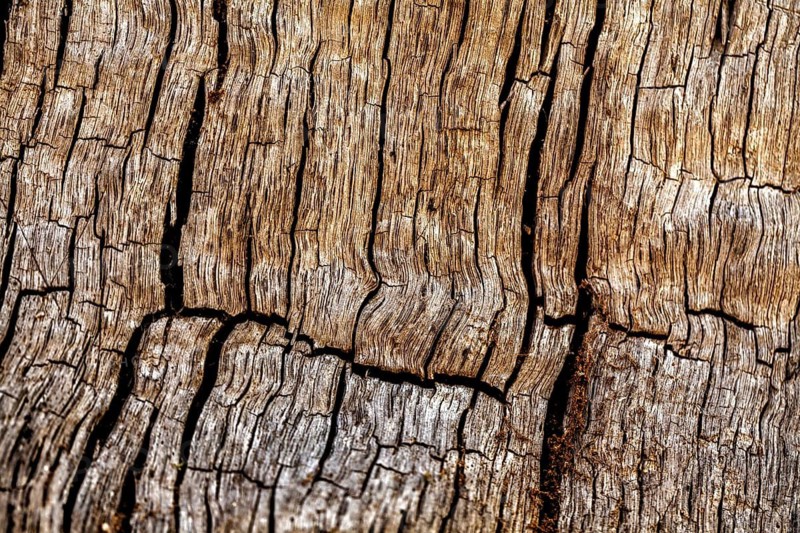 Bark structures, Primeval forest Urwald Sababurg, Weser Uplands, Weserbergland, Hesse, Germany