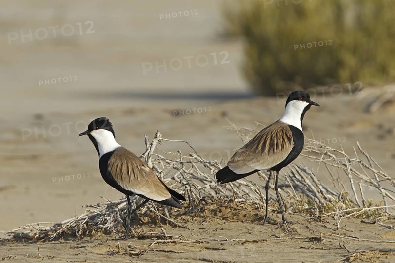 Spur-winged Lapwing (Vanellus spinosus), Silifke, Turkey