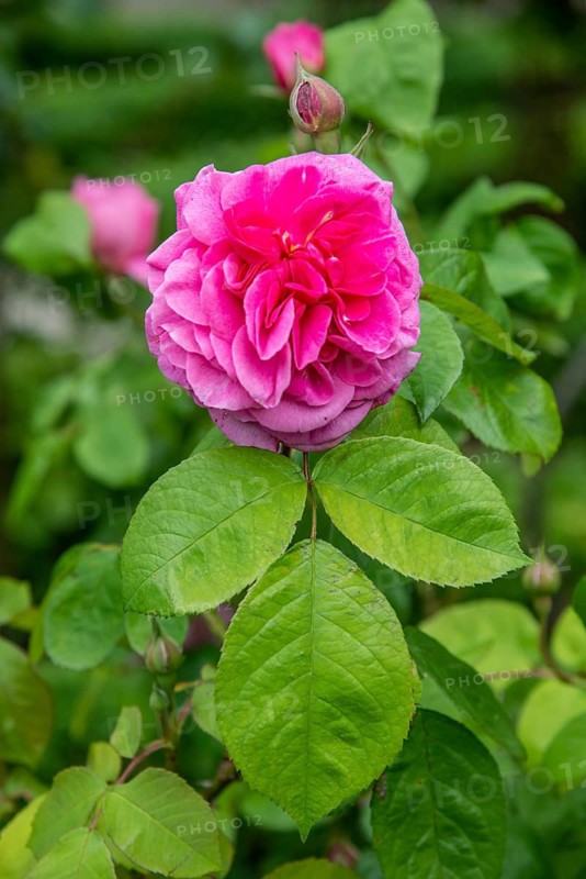 Close-up of red Austin rose type Mary Rose with leaves in Ystad rose garden, Skåne County, Sweden, Scandinavia