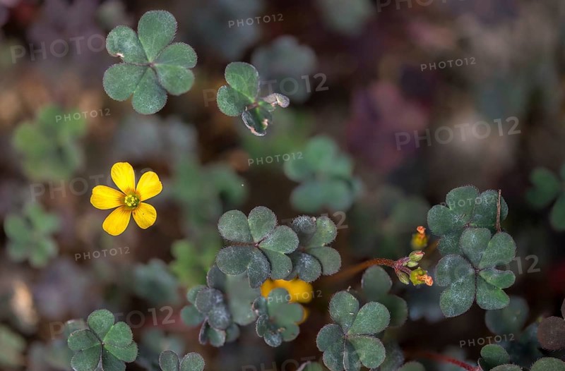 Horned sorrel, horn sorrel, hornfruit sorrel, neophyte, oxalidaceae, oxalis corniculata, sorrel, sorrel clover, creeping woodsorrel, flora, plants, plants, procumbent yellow sorrel, sleeping beauty