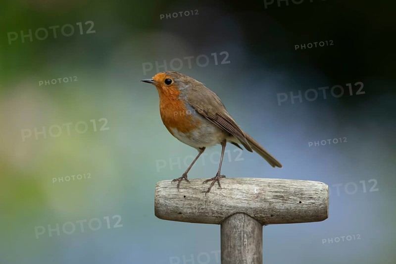 European robin (Erithacus rubecula) adult bird on a garden fork handle, England, United Kingdom