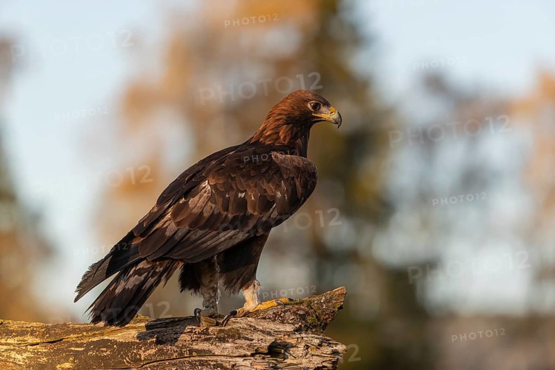 One golden eagle (Aquila chrysaetos) sitting on a broken and rotting log with fall foliage in the background
