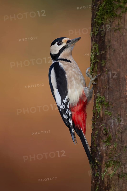 Great spotted woodpecker (Dendrocopos major) adult bird on a tree trunk in a woodland, England, United Kingdom