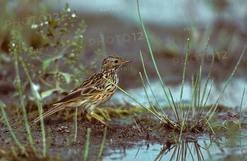 Anthus Pratensis, Meadow Pipit, Meadow Pieper, Birds, Leo, Passeri, Songbirds, Birds