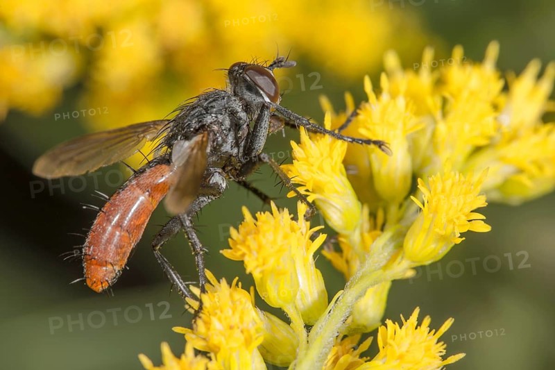 A two-coloured caterpillar fly (Cylindromyia bicolor) on a flower panicle of Solidago canadensis, captured in a macro photograph evoking a summery natural atmosphere, Baden-Württemberg, Germany
