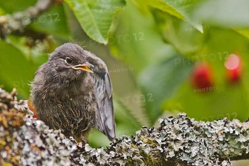 Black Redstart (Phoenicurus ochruros) juvenile, Bavaria, Germany