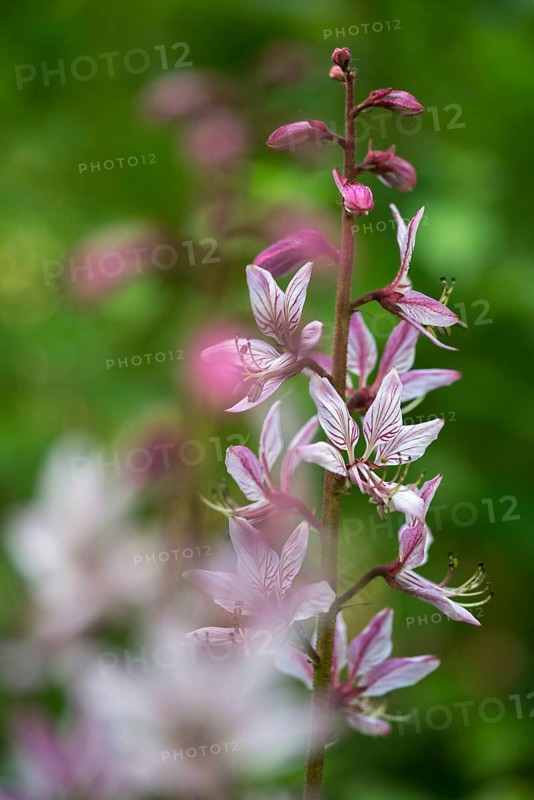 Ashwort, Burning Bush, Dictamnus Albus, Diptam, Rutaceae, Burning Bush, Dittany, Flora, Fraxinella, Gas Plant, High Size, Portrait Format, Plants