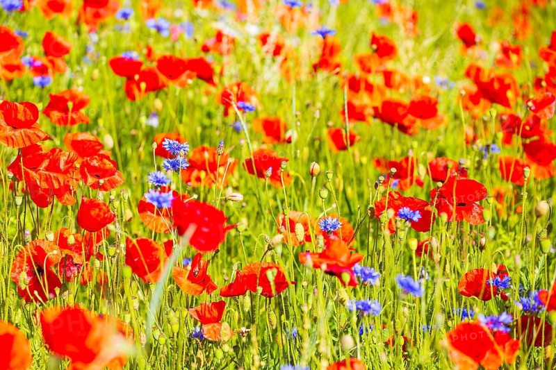 Corn poppy (Papaver rhoeas) and cornflower (Centaurea cyanus) in bloom in a meadow, Saxon Switzerland, Saxony, Germany