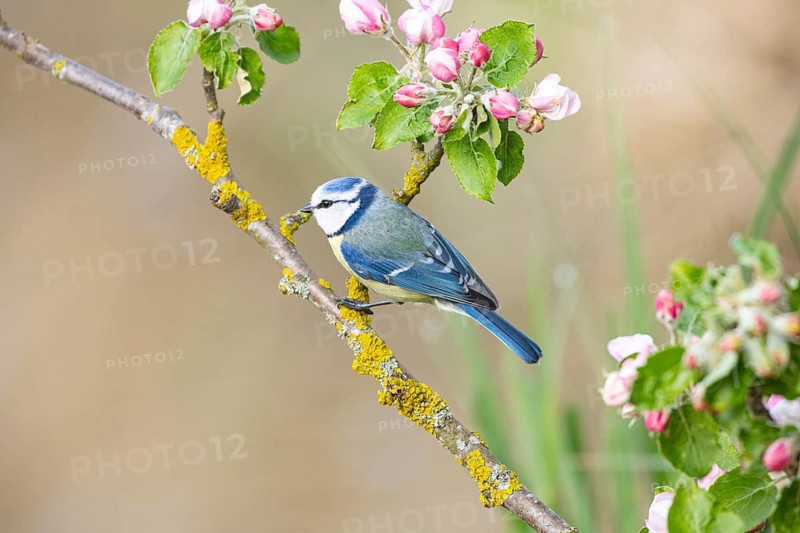 Blue tit (Parus caeruleus) Germany