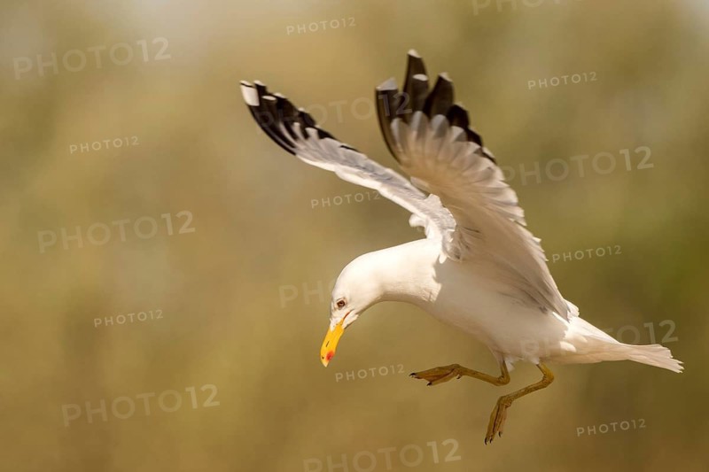 Caspian Gull (Larus cachinnans) flying, Romania