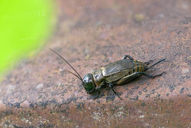 Field cricket, Gryllus campestris, ensifera, field cricket, crickets, insects, insects, long-feeler scare