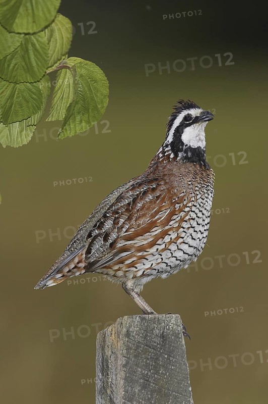 Northern Bobwhite (Colinus virginianus) male, Delaware, USA