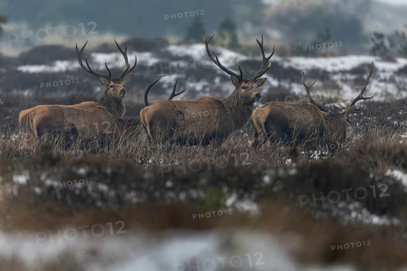 The first red deer (Cervus elaphus) lose interest and return to foraging, winter, cold, snow, deer herd, January, Denmark