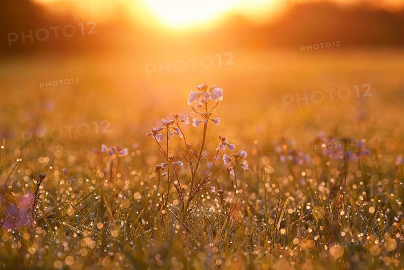 Meadow cuckoo flower (Cardamine pratensis), in bloom, backlit at sunrise, North Rhine-Westphalia, Germany
