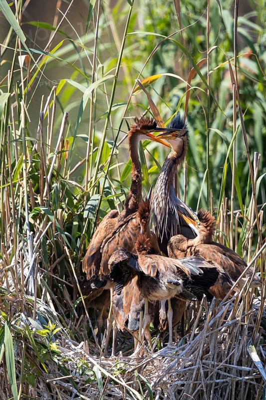 Purple Heron (Ardea purpurea) with juveniles in nest, Baden-Wuerttemberg, Germany