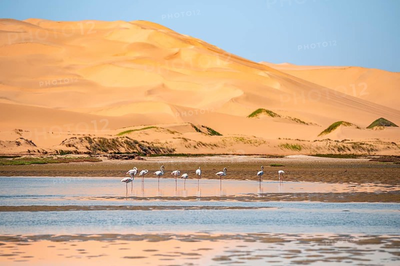 Sand dunes and lagoon with pink flamingos (Phoenicopterus roseus), Sandwich Harbour, Impressive desert landscape, Namib Naukluft Park, Namib Desert, Namibia