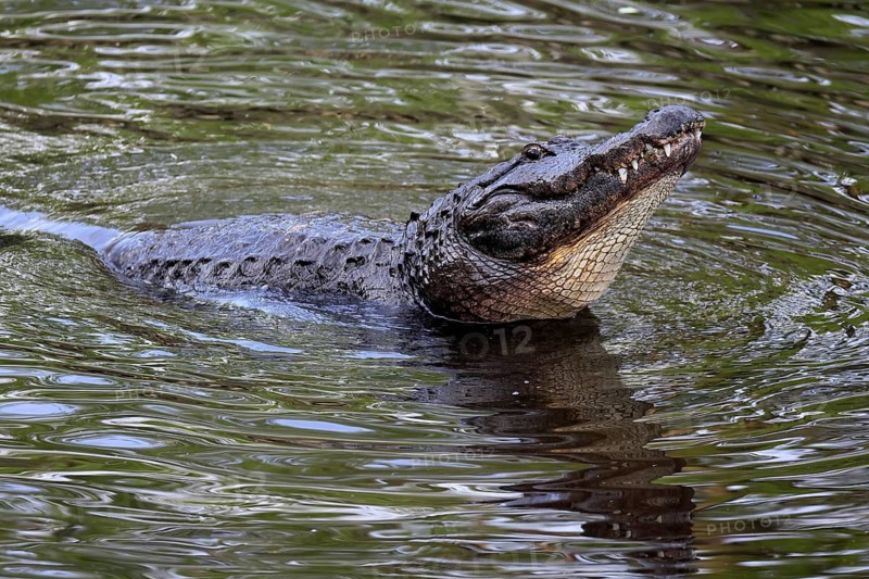 Mississippi Alligator (Alligator mississippiensis), pike alligator, adult, friendly, portrait, smiling, courtship, courtship, advertising, in water, Florida, USA, North America