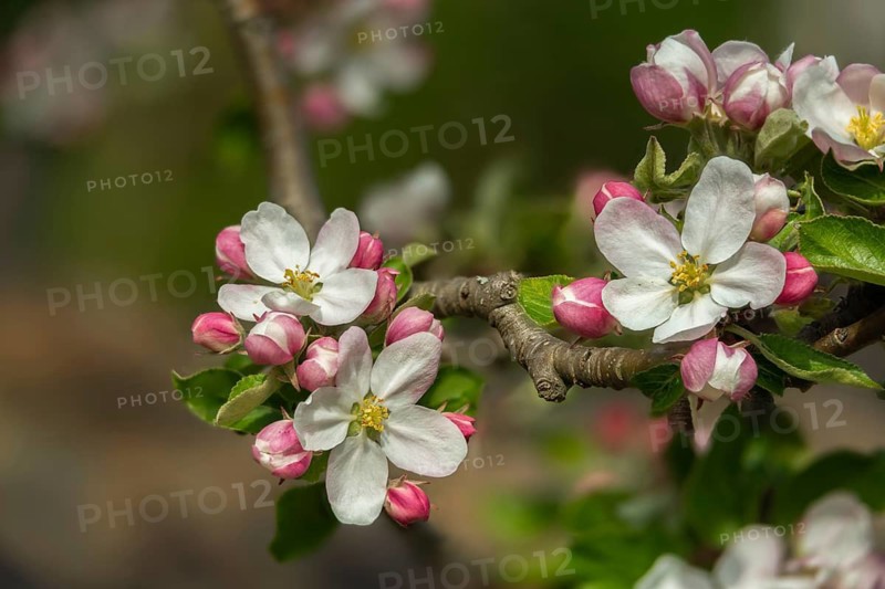 Malus domestica, pyrus malus, rosaceae, rose family, apple, apple tree, flora, spring, cultivated apple, plants, plants, spring, apples