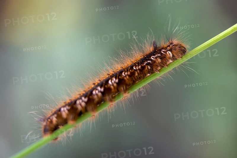 Euthrix potatoria, hen, grass hen, lasiocampidae, drinker, mealyworm, butterfly, drinker, inchworm, insects, moths, moths, moth, caterpillar, butterfly