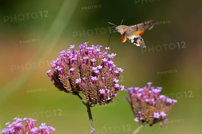 Butterfly, pigeon tail (Macroglossum stellatarum), also known as hummingbird butterfly or hummingbird hawk moth, Purpletop vervain (Verbena bonariensis), Burgstemmen, Nordstemmen, Lower Saxony, Germany