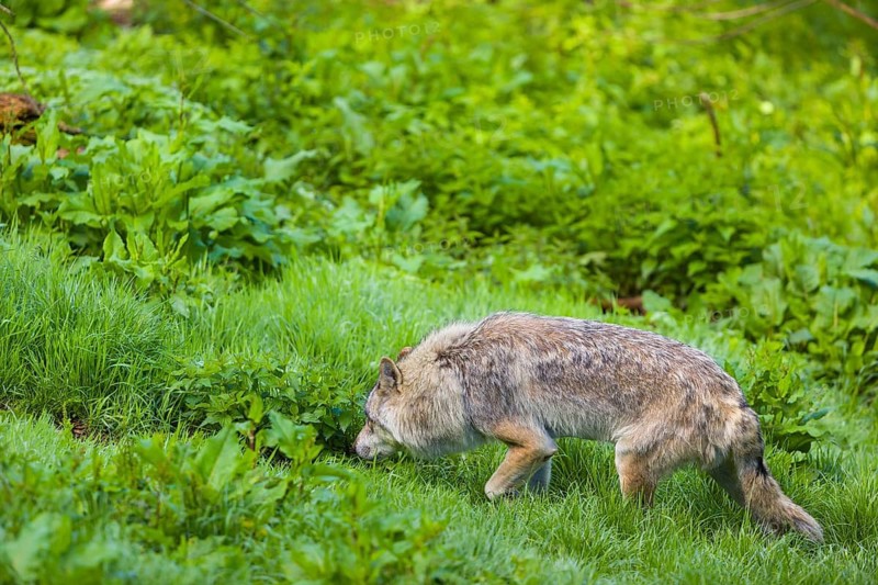 One eurasian gray wolf (Canis lupus lupus) walks over a green meadow in an open forest