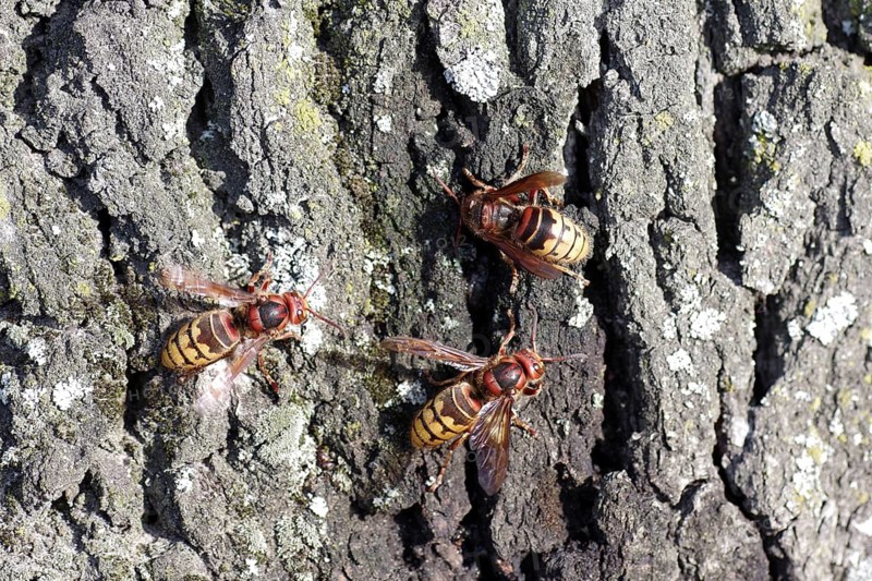 European hornet (Vespa crabro), tree trunk, food source, close-up, The sap flow of an oak tree is a welcome food source for the insects