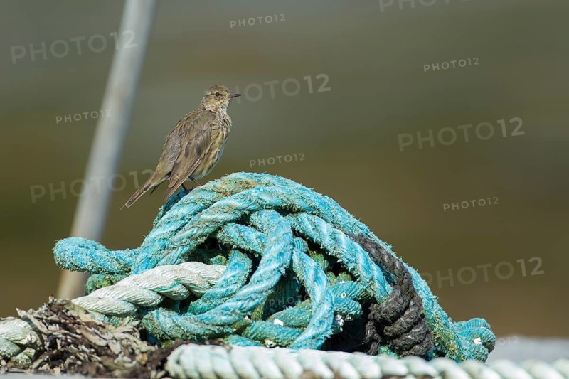 Rock pipit (Anthus petrosus) adult bird perched on a rope, Isle of Mull, Scotland, United Kingdom