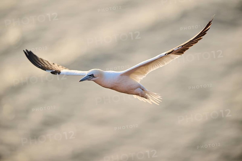 Northern gannet (Morus bassanus) flying over the sea at sunset, wildlife, Helgoland, Germany