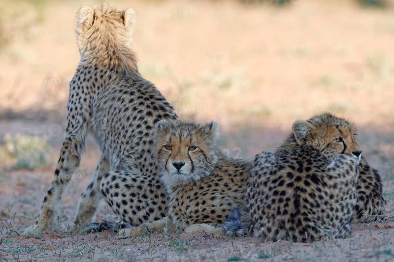 Cheetahs (Acinonyx jubatus), mother sitting with her two cubs lying in the dry grassland, looking around, alert, golden evening light, Kgalagadi Transfrontier Park, Northern Cape, South Africa