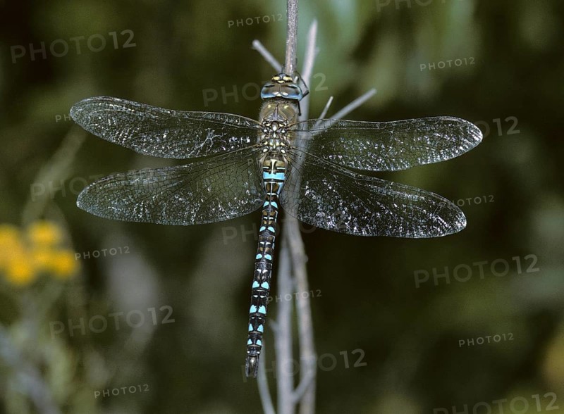 Aeshna Mixta, Autumn Mosaic Maiden, Autumn Mosaic Maiden, Migrant Hawker, Anisoptera, Damselflies, Dragonflies, Insects, Leo, Dragonflies, Male, Odonata