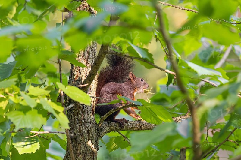 A  squirrel or Eurasian  squirrel (Sciurus vulgaris) eats from a Corylus colurna