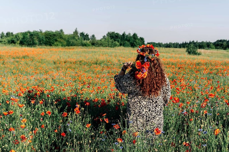Plus, a woman with long curly hair in a dress stands among a flower poppy meadow in early summer in a wreath of red poppies and holds a bunch of poppies (Papaver rhoeas)